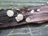 Tatraea macrospora image
