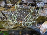 Cladonia subulata image