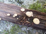 Tatraea macrospora image