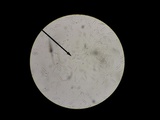 Tatraea macrospora image
