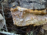 Phlebia radiata image