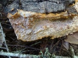 Phlebia radiata image