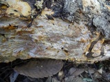 Phlebia radiata image