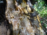Phlebia radiata image