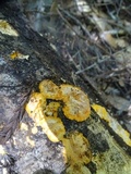 Phlebia radiata image