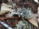 Hypogymnia gracilis image
