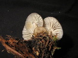 Mycena overholtsii image
