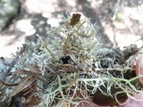 Sphaerophorus tuckermanii image