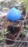 Entoloma hochstetteri image