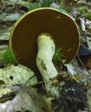 Boletus vermiculosoides image