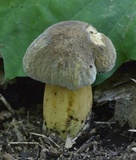 Boletus vermiculosoides image