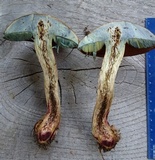 Boletus vermiculosoides image