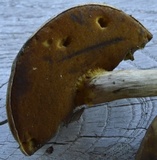 Boletus vermiculosoides image