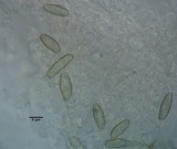 Boletus vermiculosoides image