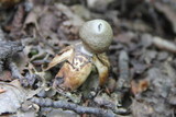 Geastrum quadrifidum image