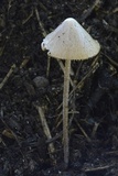 Conocybe macrospora image