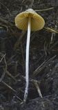 Conocybe macrospora image