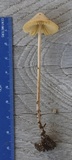 Conocybe macrospora image