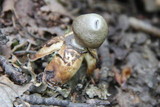 Geastrum quadrifidum image