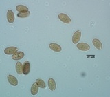 Conocybe macrospora image
