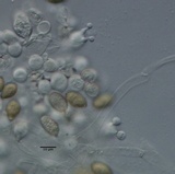 Conocybe macrospora image