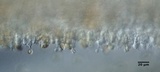 Conocybe macrospora image