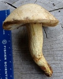 Retiboletus griseus image