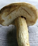 Retiboletus griseus image