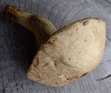 Retiboletus griseus image