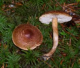 Tricholoma vaccinum image