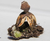 Geastrum quadrifidum image