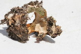 Geastrum quadrifidum image