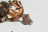 Geastrum quadrifidum image
