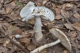 Amanita canescens image