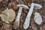 Amanita canescens image