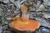 Butyriboletus floridanus image