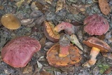 Butyriboletus floridanus image