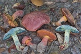 Butyriboletus floridanus image