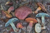 Butyriboletus floridanus image
