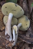 Boletus pallidus image