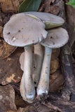 Boletus pallidus image