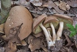 Boletus pallidus image