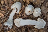 Amanita canescens image