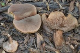 Tylopilus plumbeoviolaceus image