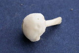 Pluteus tomentosulus image