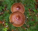 Tricholoma vaccinum image