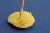 Entoloma luridum image