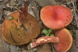 Butyriboletus frostii image