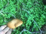 Russula decolorans image