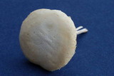 Entoloma luridum image